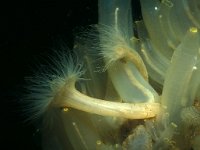 Ciona intestinalis 15, Doorschijnende zakpijp, Saxifraga-Eric Gibcus