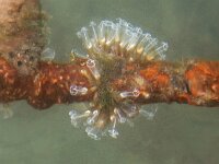 Clavellina lepadiformis