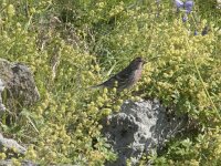 Acanthis flammea 10, Grote barmsijs, Saxifraga-Willem van Kruijsbergen