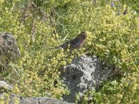 Acanthis flammea 11, Grote barmsijs, Saxifraga-Willem van Kruijsbergen