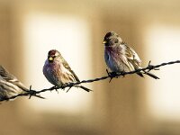 Acanthis flammea flammea 5, Grote barmsijs, adults, Saxifraga-Theo Verstrael