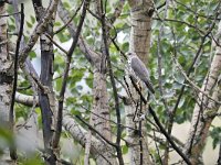 Accipiter brevipes 3, Balkansperwer, Saxifraga-Tom Heijnen