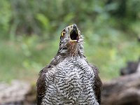 Accipiter gentilis 104, Havik, Saxifaga-Luuk Vermeer