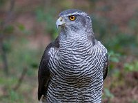 Accipiter gentilis 107, Havik, Saxifaga-Luuk Vermeer