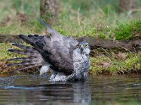 Accipiter gentilis 113, Havik, Saxifaga-Luuk Vermeer