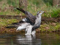 Accipiter gentilis 118, Havik, Saxifaga-Luuk Vermeer