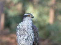 Accipiter gentilis 128, Havik, Saxifaga-Luuk Vermeer