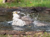 Accipiter gentilis 131, Havik, Saxifaga-Luuk Vermeer