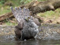 Accipiter gentilis 145, Havik, Saxifaga-Luuk Vermeer