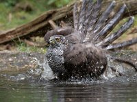 Accipiter gentilis 146, Havik, Saxifaga-Luuk Vermeer