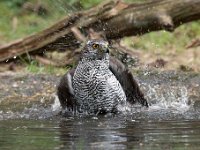 Accipiter gentilis 147, Havik, Saxifaga-Luuk Vermeer