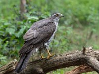 Accipiter gentilis 150, Havik, Saxifaga-Luuk Vermeer