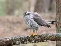 Accipiter gentilis 154, Havik, Saxifaga-Luuk Vermeer