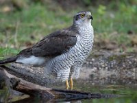 Accipiter gentilis 157, Havik, Saxifaga-Luuk Vermeer