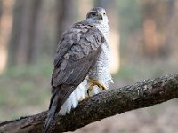 Accipiter gentilis 160, Havik, Saxifaga-Luuk Vermeer