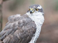 Accipiter gentilis 165, Havik, Saxifaga-Luuk Vermeer