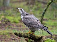 Accipiter gentilis 168, Havik, Saxifaga-Luuk Vermeer