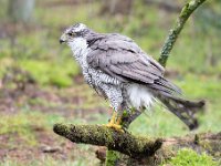 Accipiter gentilis 170, Havik, Saxifaga-Luuk Vermeer