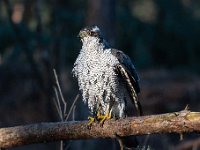 Accipiter gentilis 173, Havik, Saxifaga-Luuk Vermeer