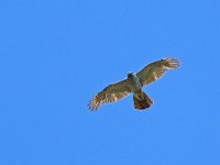 Accipiter gentilis 182, Havik , Saxifraga-Mark Zekhuis