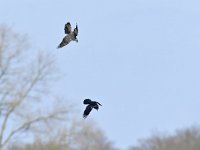 Accipiter gentilis 183, Havik, Saxifraga-Tom Heijnen