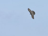 Accipiter gentilis 184, Havik, Saxifraga-Tom Heijnen