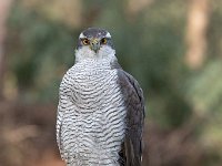 Accipiter gentilis 28, Havik, Saxifaga-Luuk Vermeer