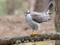 Accipiter gentilis 36, Havik, Saxifaga-Luuk Vermeer