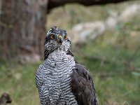 Accipiter gentilis 42, Havik, Saxifaga-Luuk Vermeer