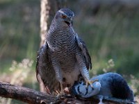 Accipiter gentilis 46, Havik, Saxifaga-Luuk Vermeer