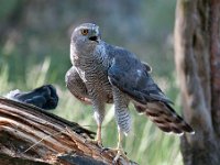 Accipiter gentilis 47, Havik, Saxifaga-Luuk Vermeer