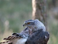 Accipiter gentilis 51, Havik, Saxifaga-Luuk Vermeer