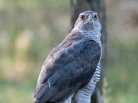 Accipiter gentilis 53, Havik, Saxifaga-Luuk Vermeer