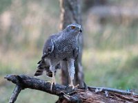 Accipiter gentilis 60, Havik, Saxifaga-Luuk Vermeer