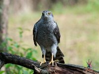 Accipiter gentilis 63, Havik, Saxifaga-Luuk Vermeer