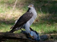 Accipiter gentilis 64, Havik, Saxifaga-Luuk Vermeer