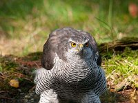 Accipiter gentilis 72, Havik, Saxifaga-Luuk Vermeer