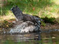 Accipiter gentilis 86, Havik, Saxifaga-Luuk Vermeer