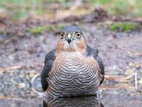 Accipiter nisus 105, Sperwer, Saxifraga-Luuk Vermeer