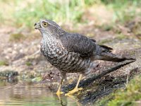 Accipiter nisus 125, Sperwer, Saxifraga-Luuk Vermeer