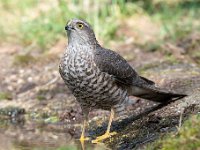 Accipiter nisus 126, Sperwer, Saxifraga-Luuk Vermeer