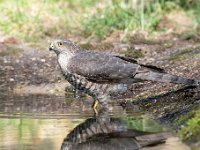 Accipiter nisus 127, Sperwer, Saxifraga-Luuk Vermeer