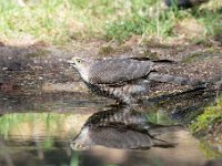 Accipiter nisus 131, Sperwer, Saxifraga-Luuk Vermeer