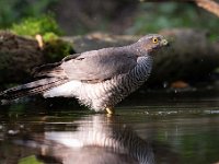 Accipiter nisus 137, Sperwer, Saxifraga-Luuk Vermeer