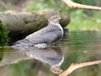 Accipiter nisus 140, Sperwer, Saxifraga-Luuk Vermeer