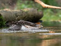 Accipiter nisus 141, Sperwer, Saxifraga-Luuk Vermeer