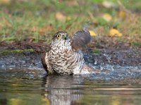 Accipiter nisus 149, Sperwer, Saxifraga-Luuk Vermeer