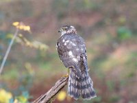 Accipiter nisus 152, Sperwer, Saxifraga-Luuk Vermeer