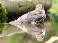 Accipiter nisus 153, Sperwer, Saxifraga-Luuk Vermeer