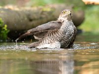 Accipiter nisus 154, Sperwer, Saxifraga-Luuk Vermeer